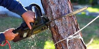 Best Arborist Consultation Services  in Hart, TX