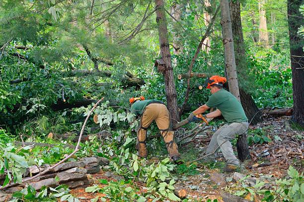 Best Emergency Tree Removal  in Hart, TX