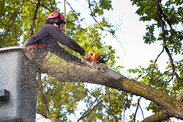 Trusted Hart, TX Tree Care Services Experts